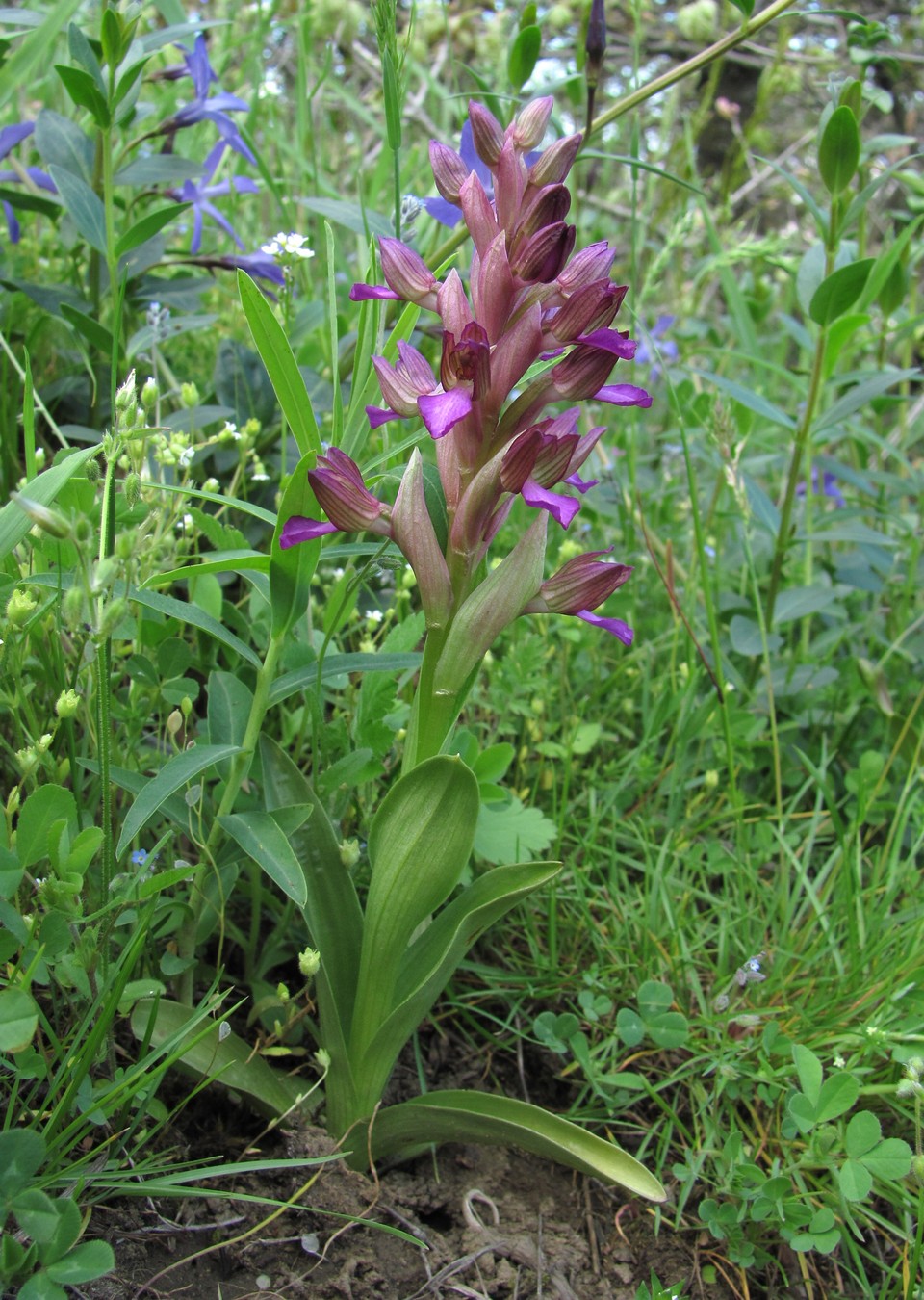 Image of Anacamptis papilionacea ssp. schirwanica specimen.