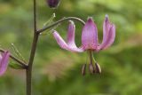 Lilium pilosiusculum. Цветок. Костромская обл., Судиславский р-н, дер. Антипино, в культуре. 01.06.2019.