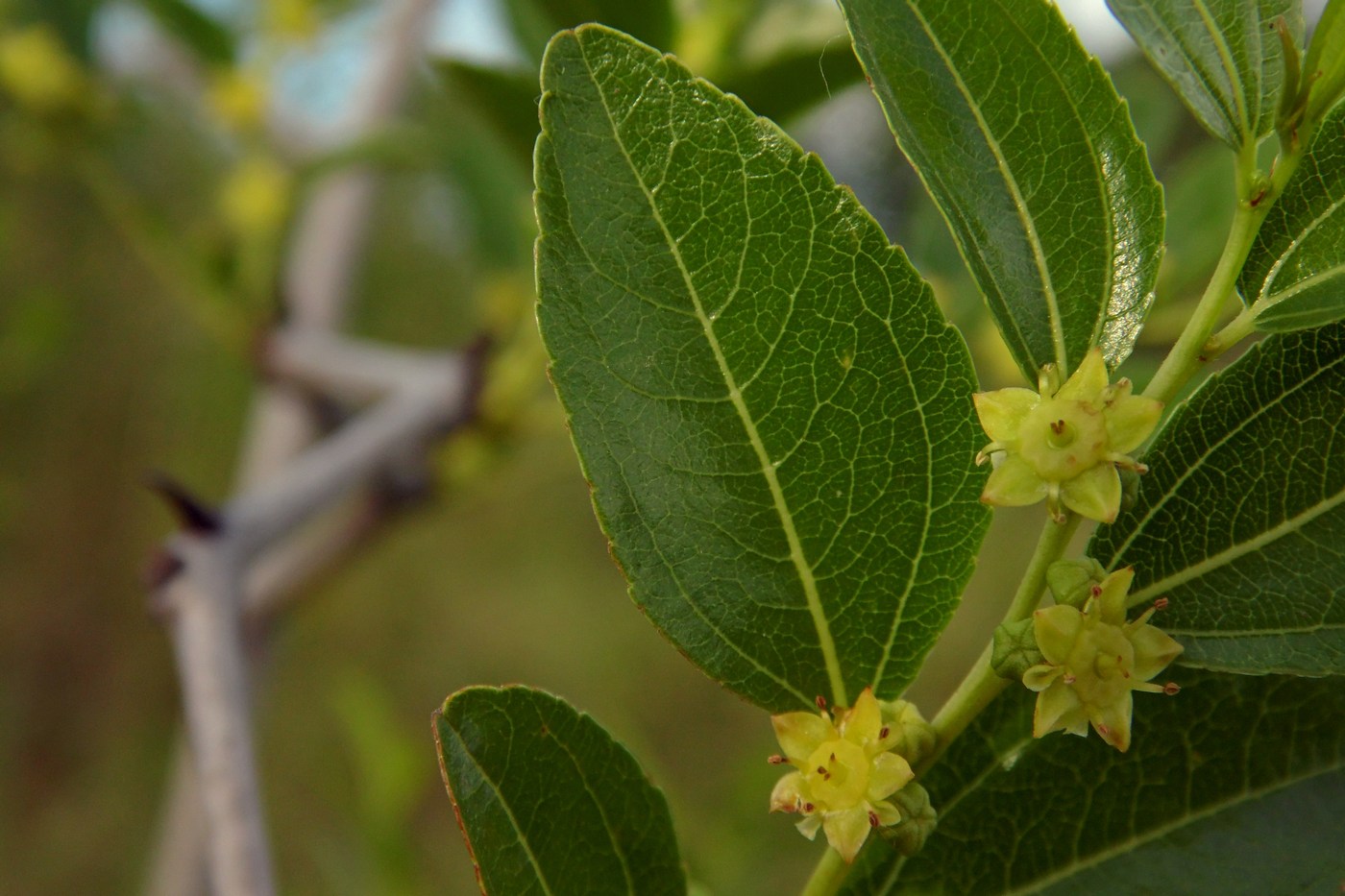 Image of Ziziphus jujuba specimen.