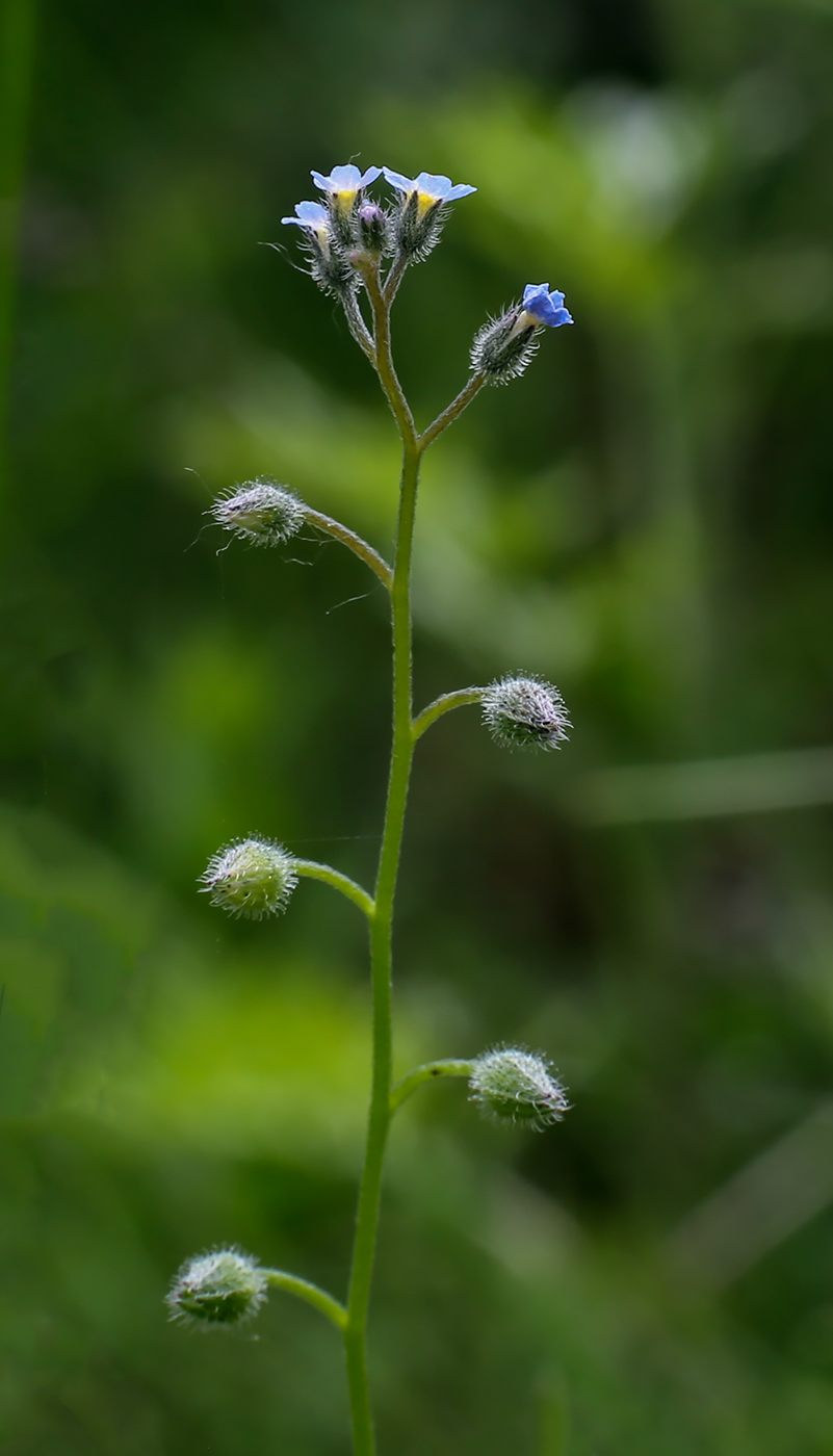 Изображение особи Myosotis arvensis.