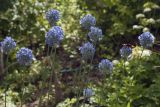 Allium caeruleum