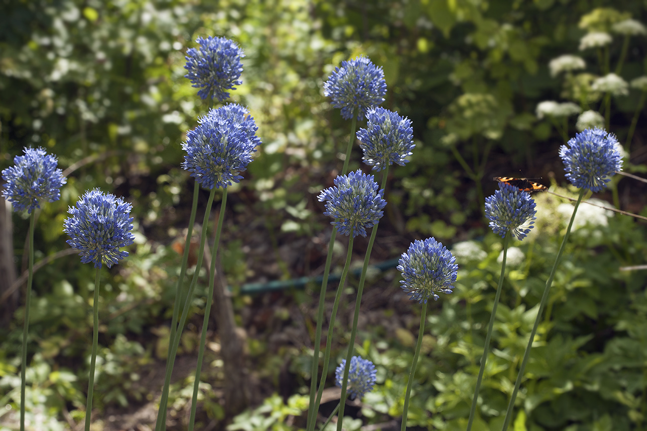 Image of Allium caeruleum specimen.