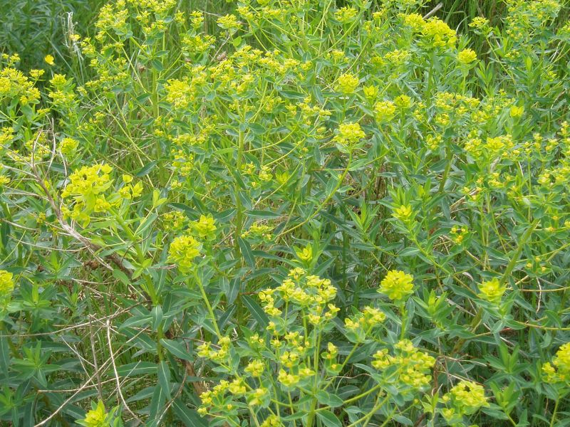 Image of Euphorbia semivillosa specimen.