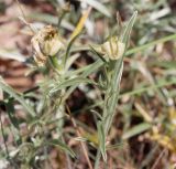 Convolvulus holosericeus. Верхушка побега с плодом. Крым, пригороды Севастополя, окр. станции Мекензиевы горы. 24.06.2019.