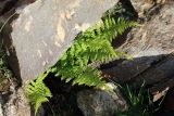 Athyrium distentifolium. Вегетирующие растения. Кабардино-Балкария, Эльбрусский р-н, окр. оз. Сылтранкёль, высота ок. 3150 м н.у.м., между камней у ручья. 05.08.2019.