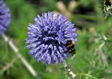 Echinops crispus. Соцветие с кормящимся шмелём. Челябинская обл., Кыштымский гор. округ, гора Сугомак, ≈ 600 м н.у.м., сухой луговой склон. 04.08.2019.