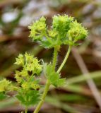 Alchemilla lindbergiana. Часть соцветия. Ярославская обл., Пошехонский р-н, окр. с. Гаютино, луг на залежи. 25.08.2019.