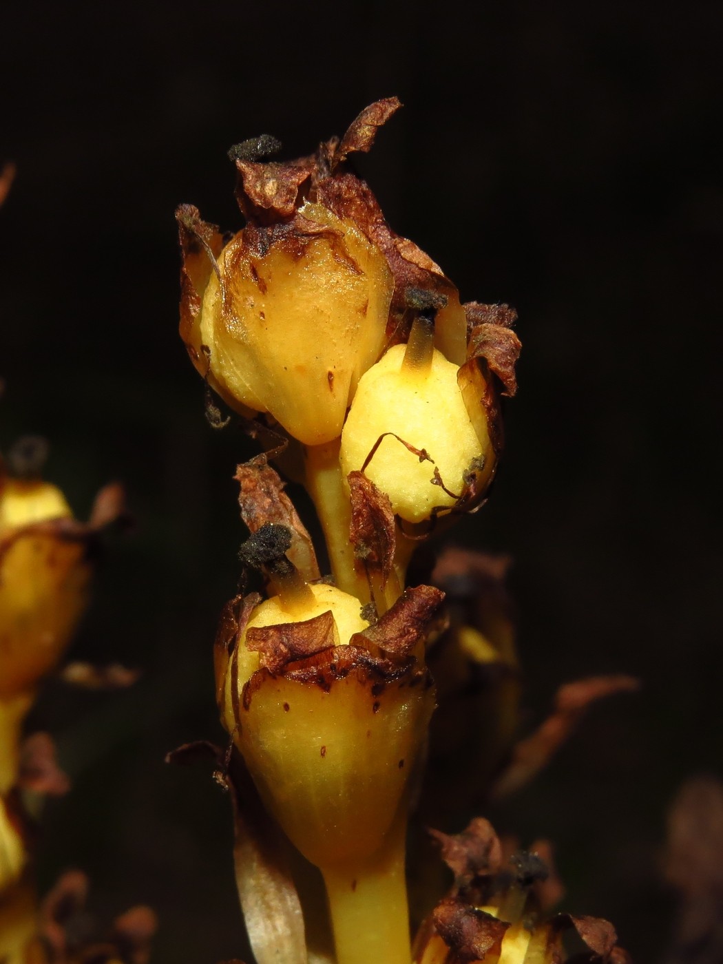 Image of Hypopitys monotropa specimen.