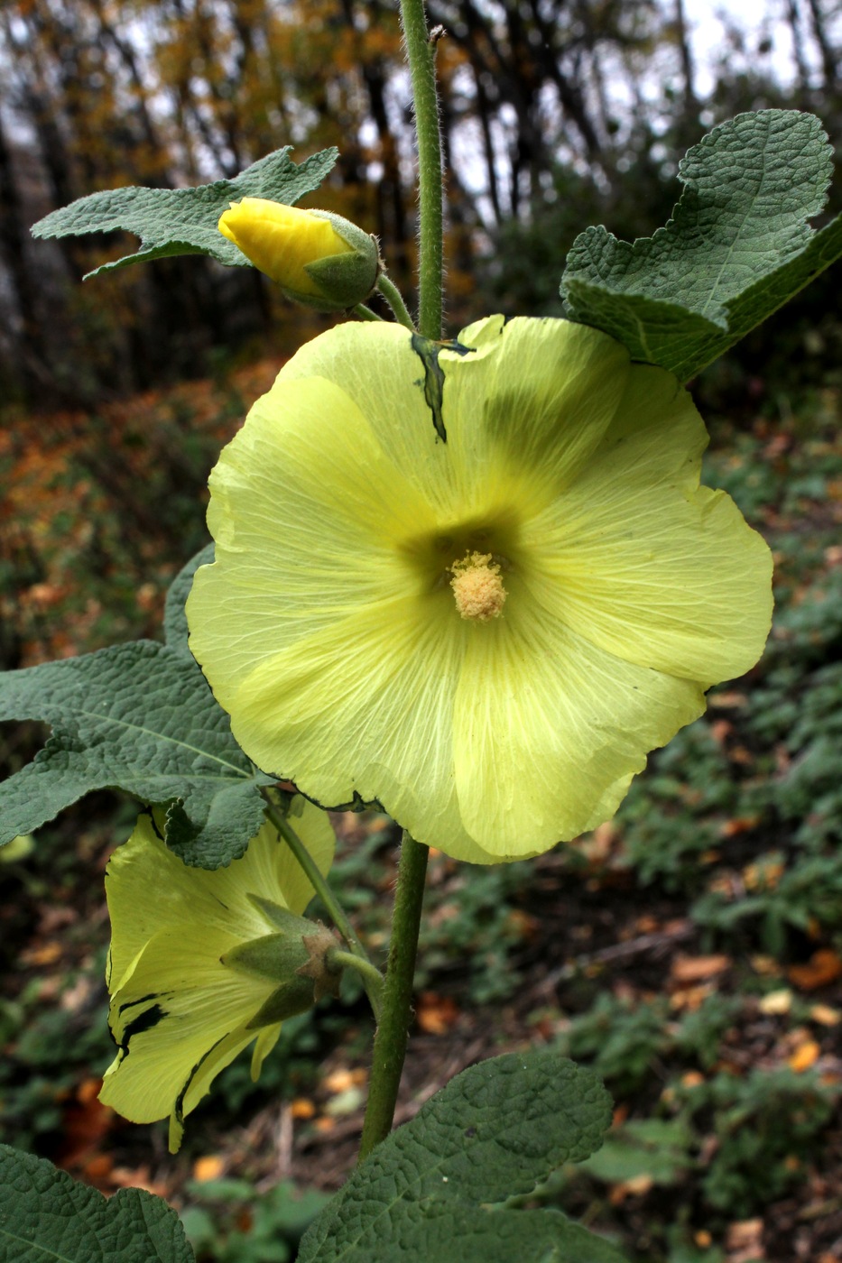 Image of Alcea rugosa specimen.