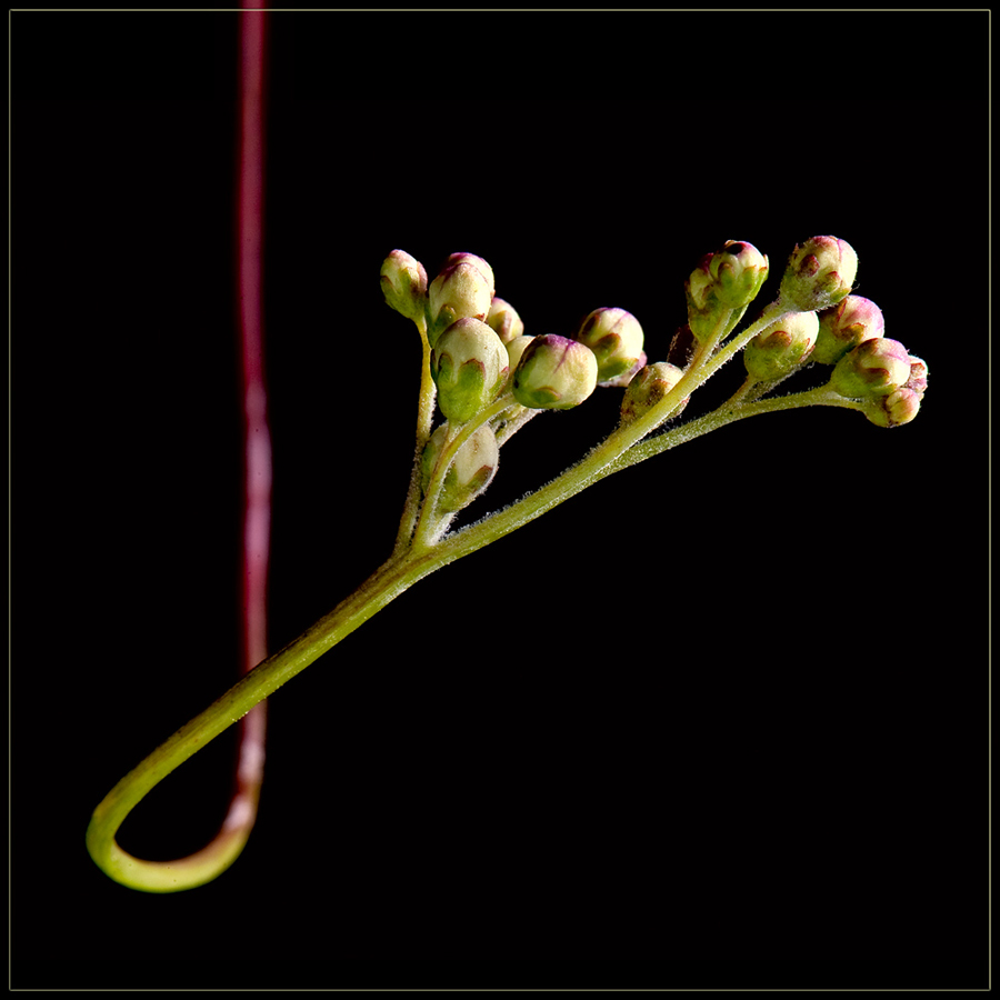 Image of genus Filipendula specimen.