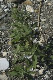 Chenopodium acerifolium