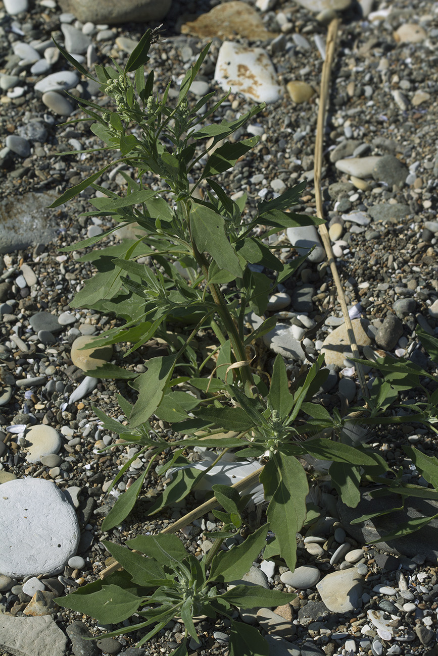 Image of Chenopodium acerifolium specimen.