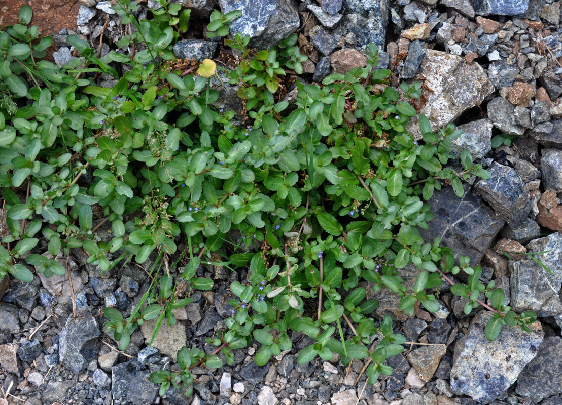 Image of Veronica beccabunga specimen.