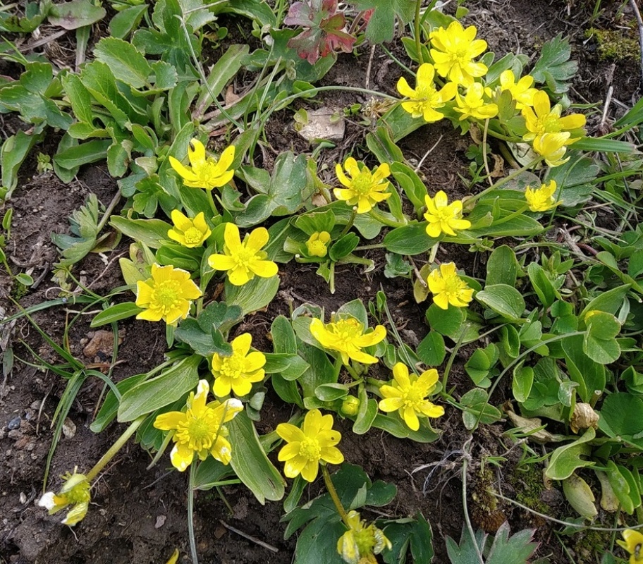 Изображение особи Ranunculus alajensis.