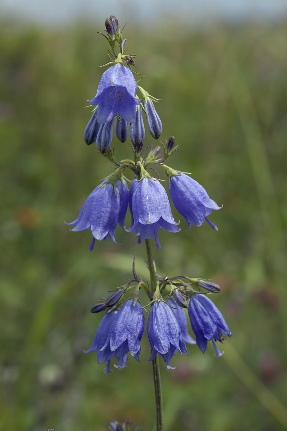 Изображение особи Adenophora triphylla.