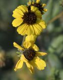 genus Encelia