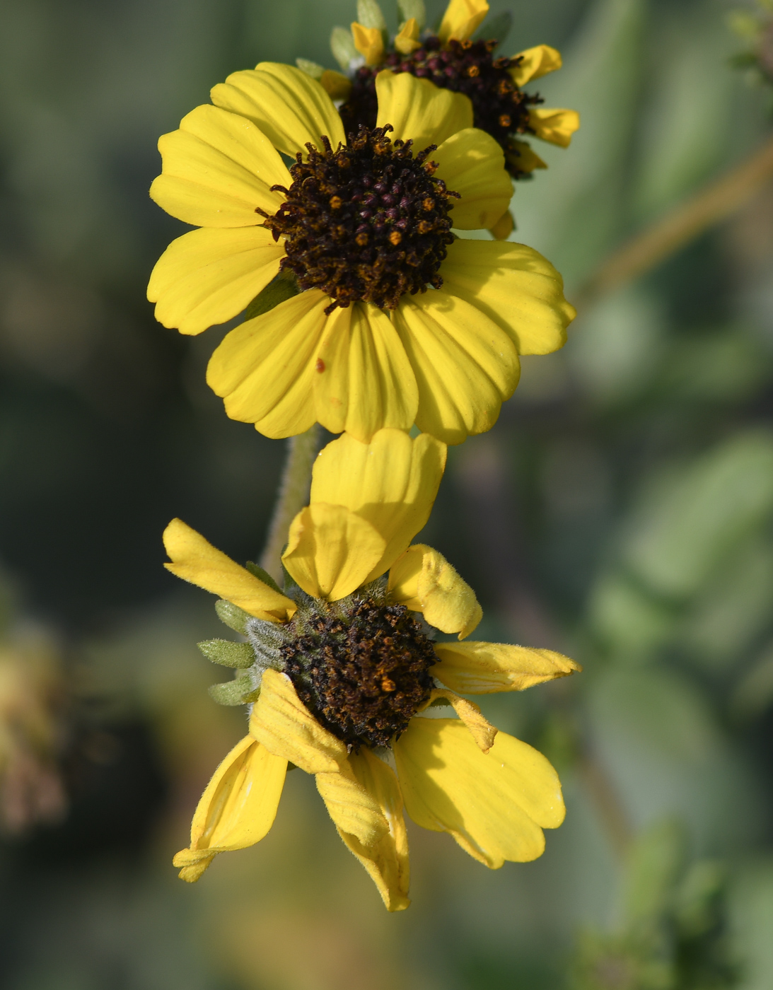 Image of genus Encelia specimen.