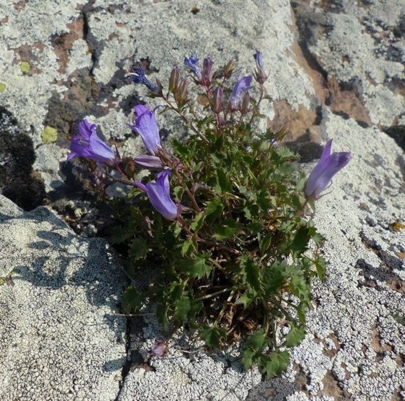 Изображение особи Campanula bayerniana.