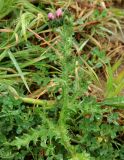 Carduus beckerianus