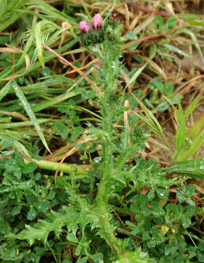 Изображение особи Carduus beckerianus.