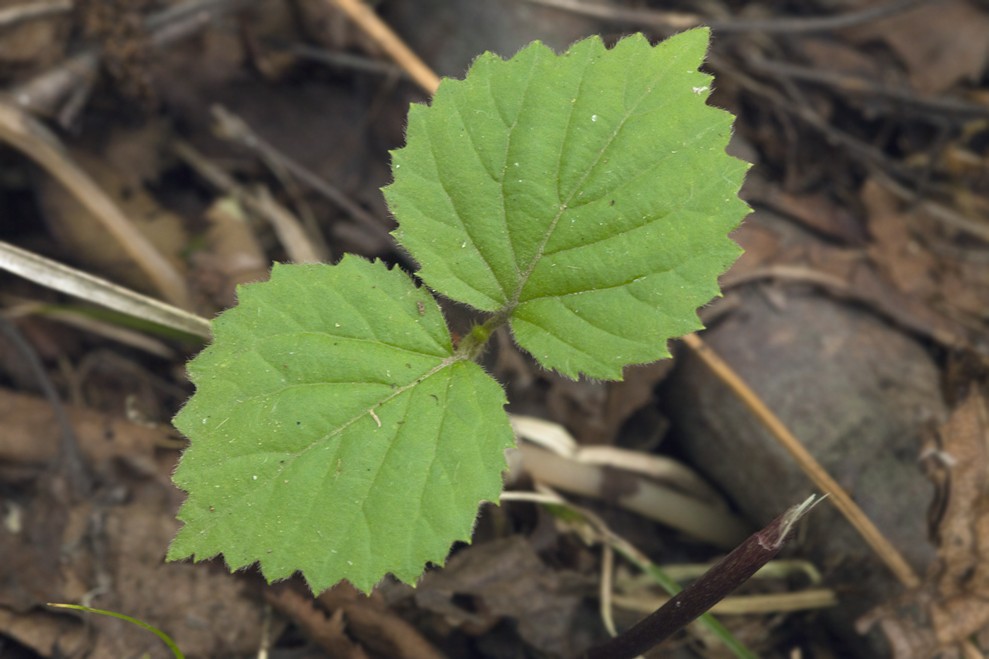 Image of Viburnum wrightii specimen.