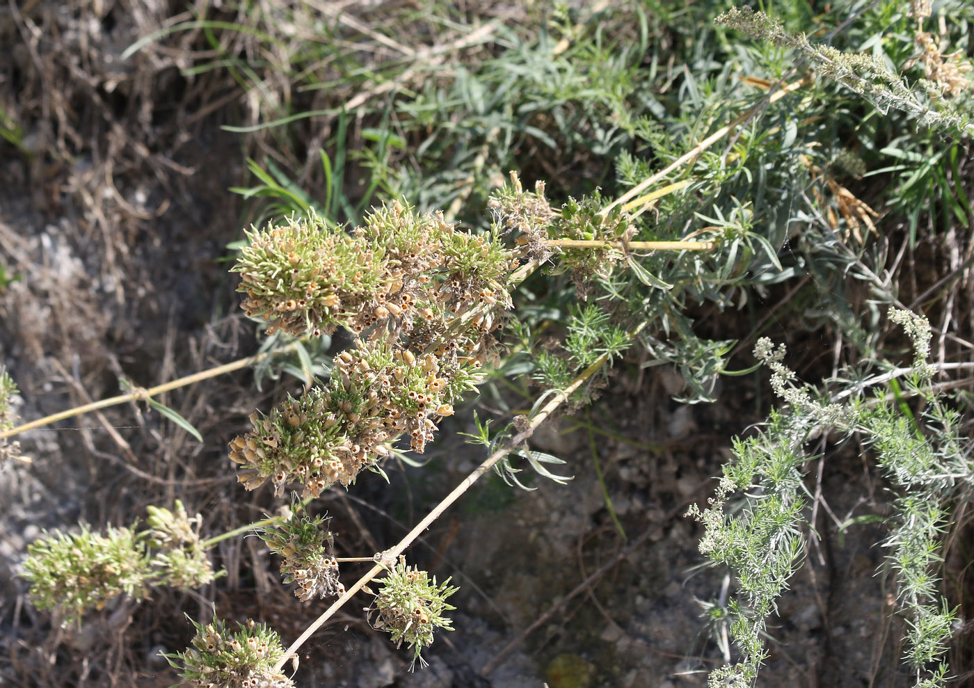 Image of Silene sibirica specimen.