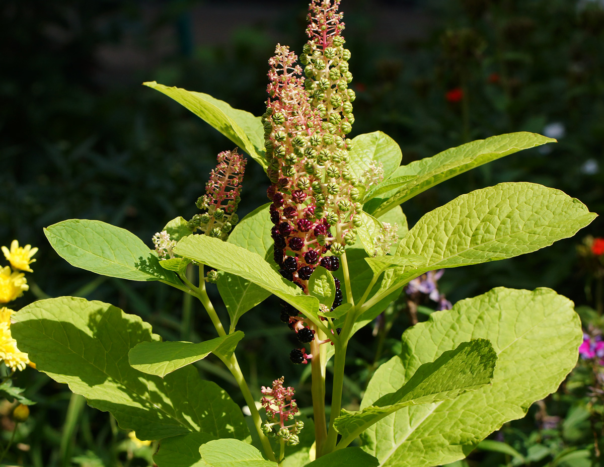 Изображение особи Phytolacca acinosa.