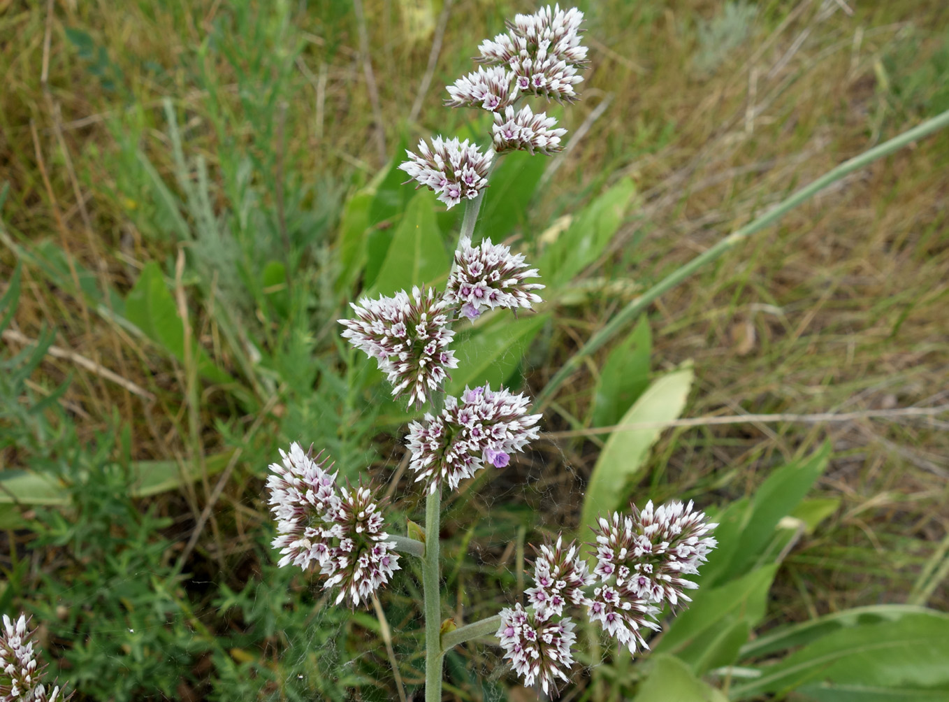 Image of Goniolimon eximium specimen.