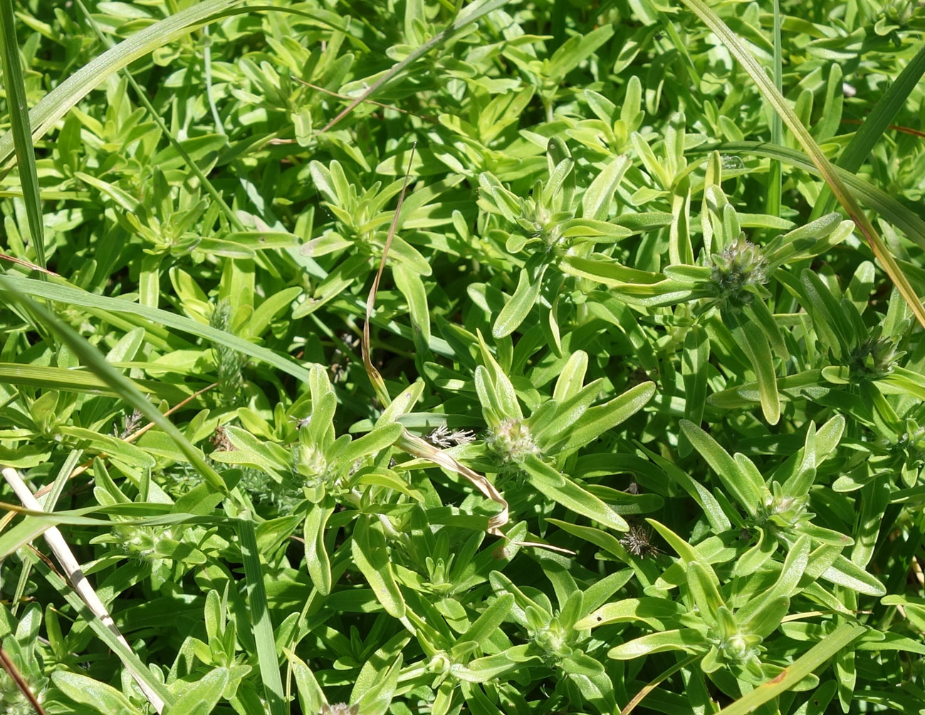 Image of Thymus marschallianus specimen.