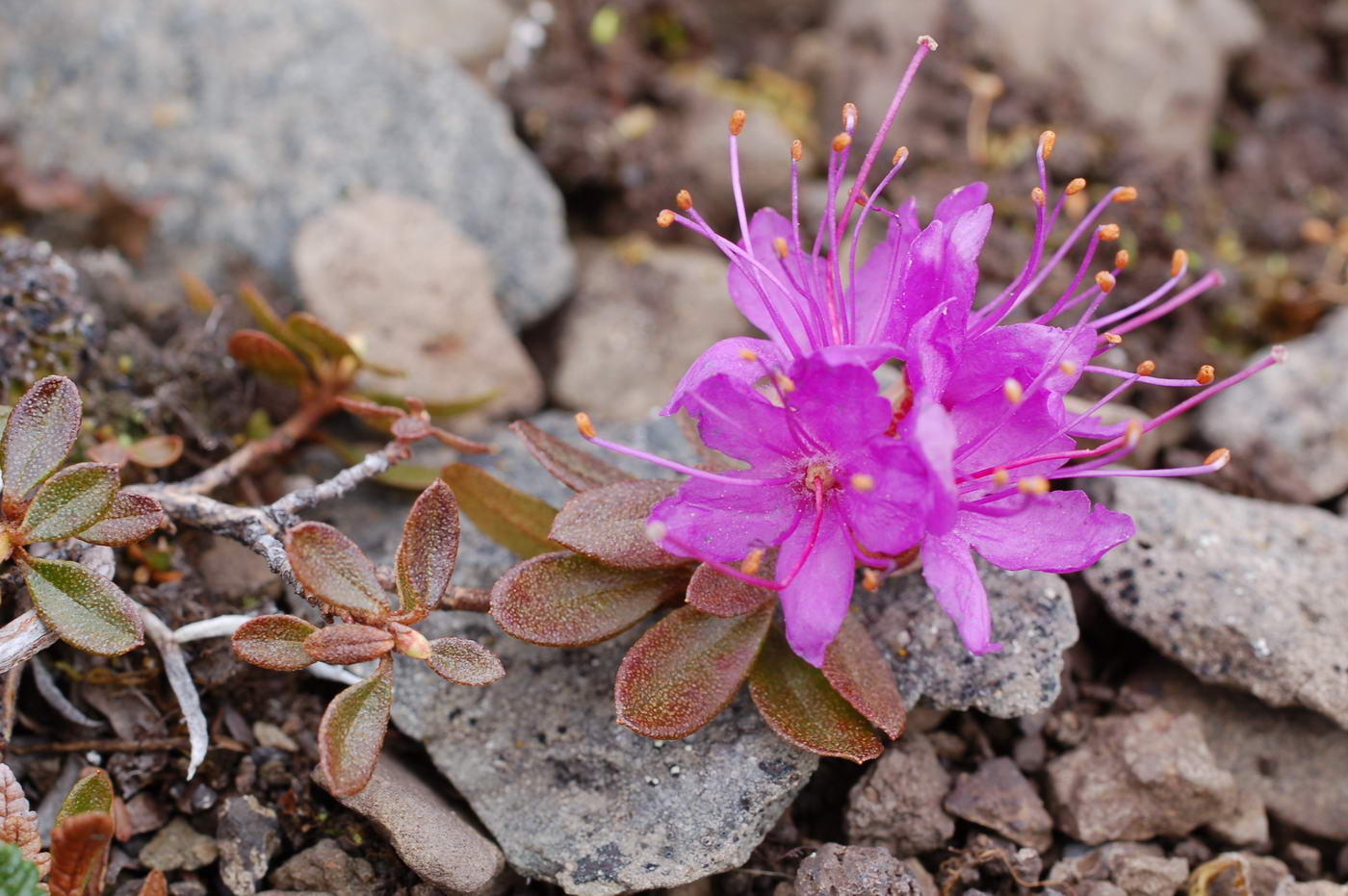 Image of Rhododendron lapponicum specimen.