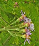 Aster ageratoides