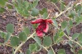 Capparis herbacea. Часть побега со вскрывшимся плодом. Южный берег Крыма, окр. с. Морское, гора Чабан-Куле, каменистая степь с отдельно стоящими деревцами. 24.07.2019.