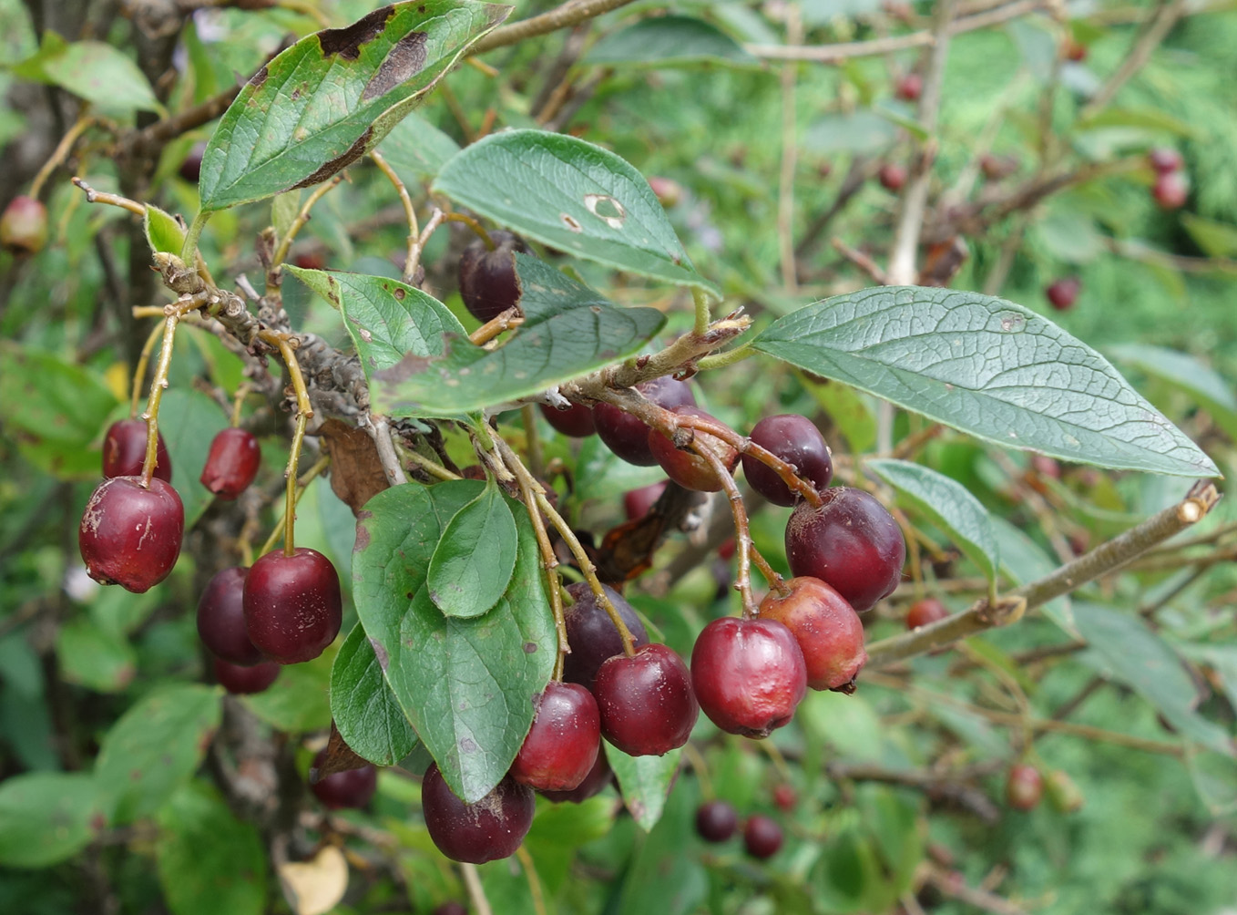 Изображение особи род Cotoneaster.