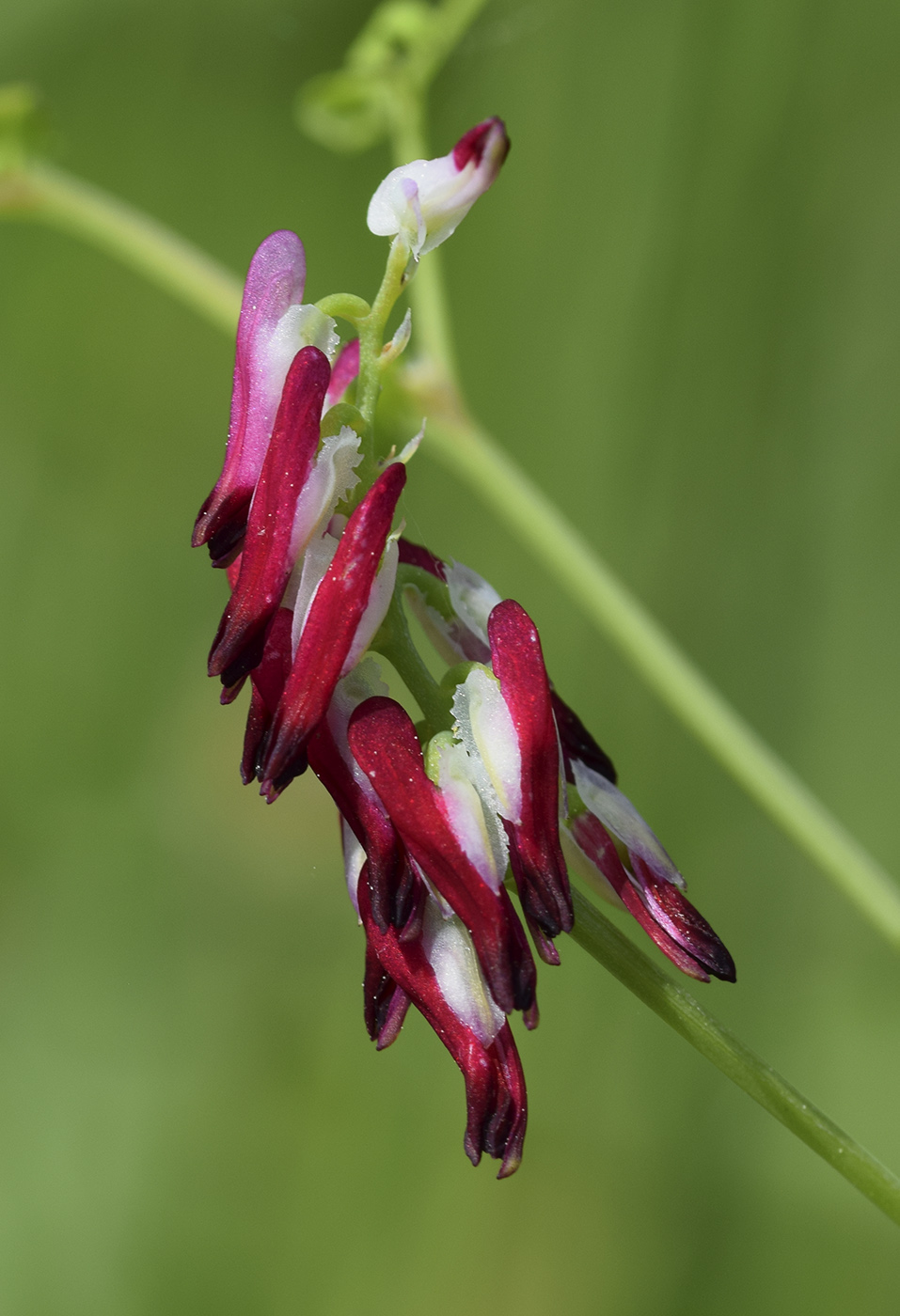 Image of Fumaria capreolata specimen.