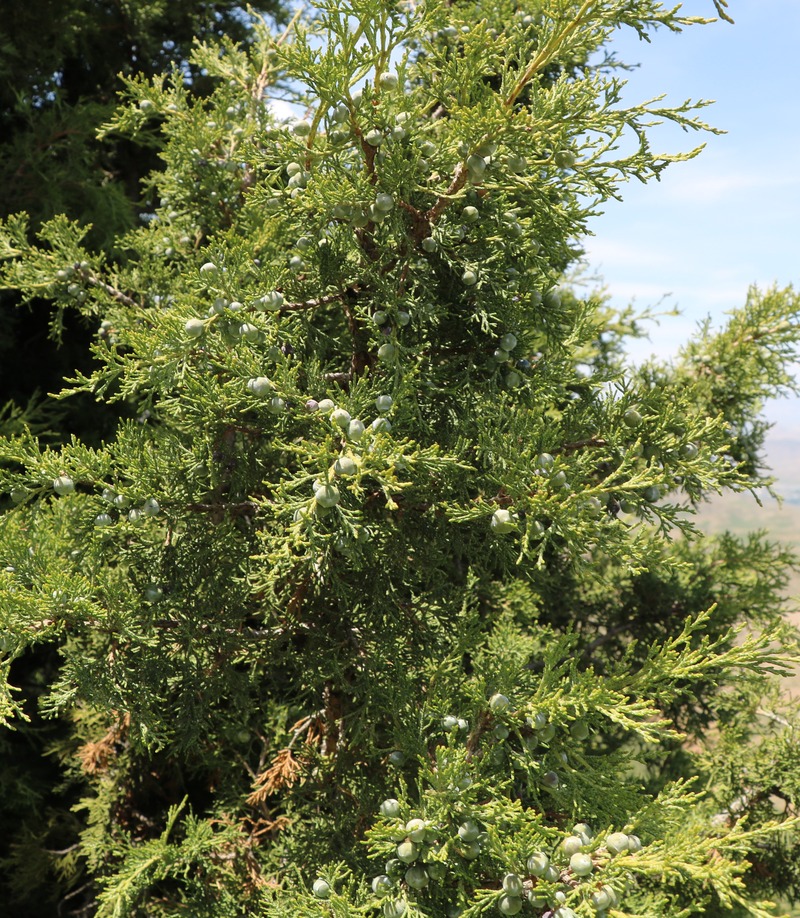 Image of Juniperus polycarpos specimen.