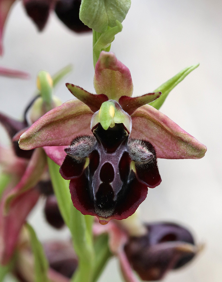 Image of Ophrys × aghemanii specimen.