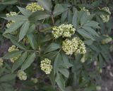 Sambucus racemosa