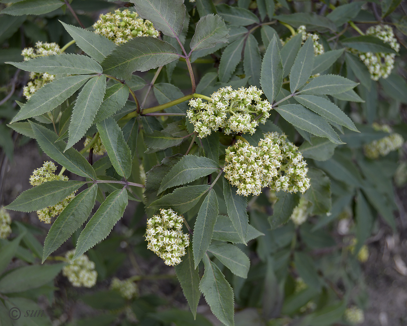 Изображение особи Sambucus racemosa.