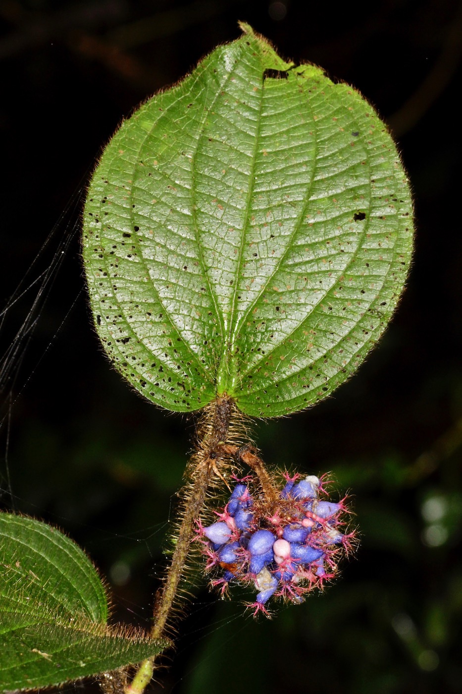 Image of Miconia taurina specimen.