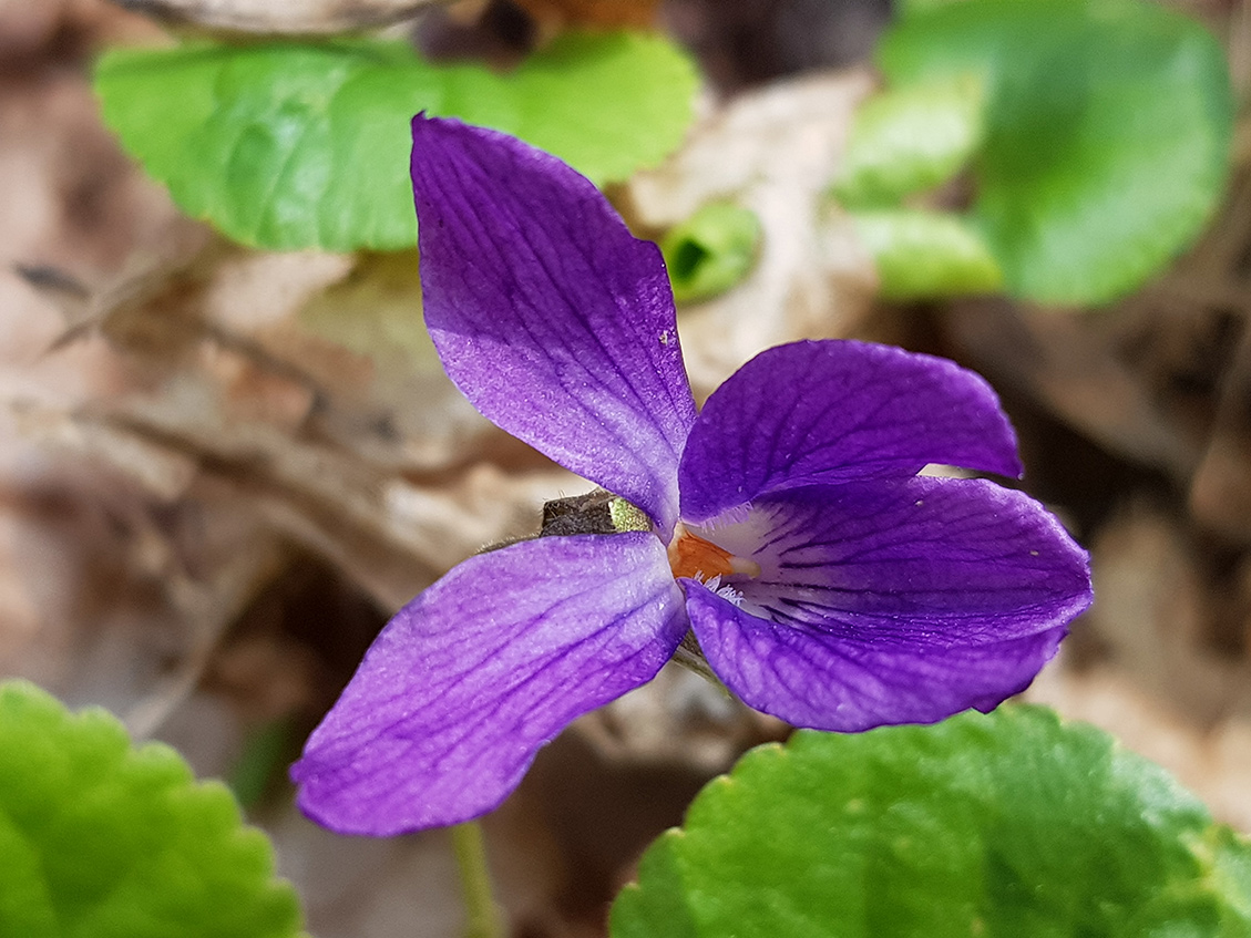 Image of Viola odorata specimen.