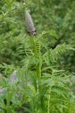 Pedicularis atropurpurea. Верхушка зацветающего растения. Карачаево-Черкесия, Домбай, долина р. Алибек, окр. Алибекского водопада, 2000 м н.у.м. 23.07.2010.