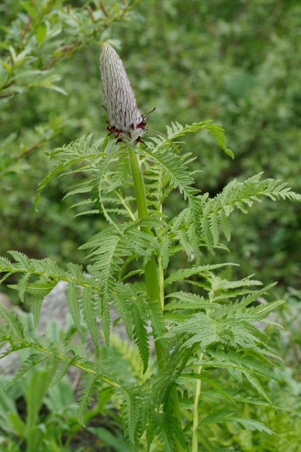 Image of Pedicularis atropurpurea specimen.