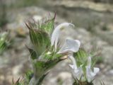 Salvia aethiopis. Верхушка побега с цветком и бутонами. Краснодарский край, г. Новороссийск, ж.-д. насыпь. 31.05.2020.