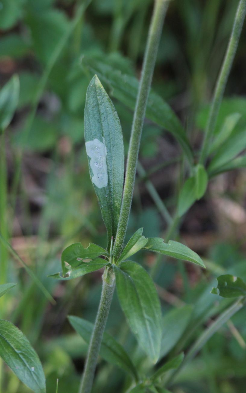 Изображение особи Silene nutans.