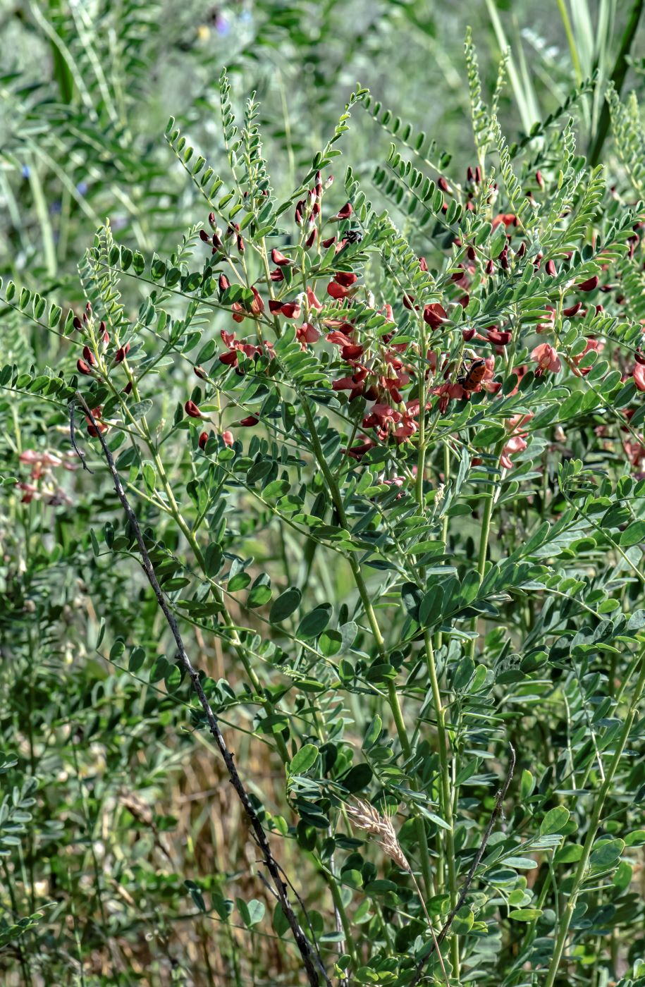 Изображение особи Sphaerophysa salsula.