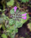 Clinopodium vulgare