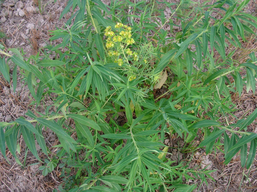 Изображение особи Euphorbia uralensis.