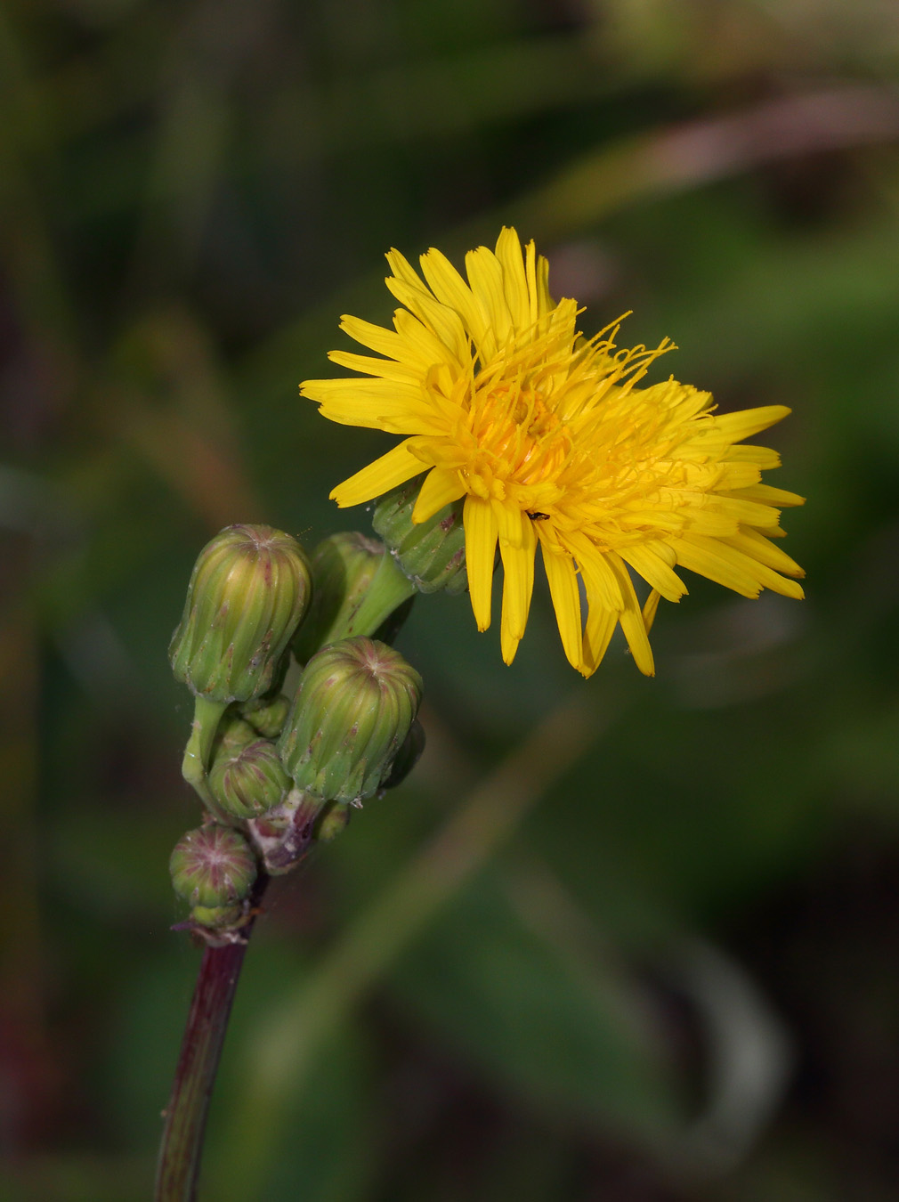 Image of Sonchus arvensis ssp. uliginosus specimen.