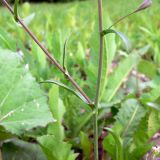 Capsella bursa-pastoris. Средняя часть растения. Свердловская обл., окр. г. Среднеуральск, дер. Коптяки, газон турбазы \"Энергетик\". 12.06.2010.