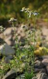 Achillea ptarmica. Верхушки цветущих побегов. Башкортостан, Белорецкий р-н, Зигазинский сельсовет, долина р. Зилим, прибрежный галечник. 30 августа 2020 г.